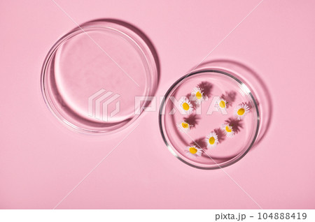 Still life. Flat lay. Chamomile flowers in Petri dish, isolated on pink. Botany. Natural ingredients. Herbal medicine 104888419