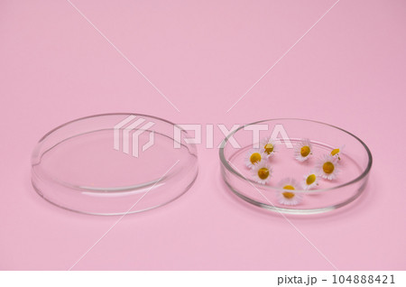 Still life. Chamomile flowers in Petri dish on pink background. Botany. Science. Natural ingredients for beauty product 104888421