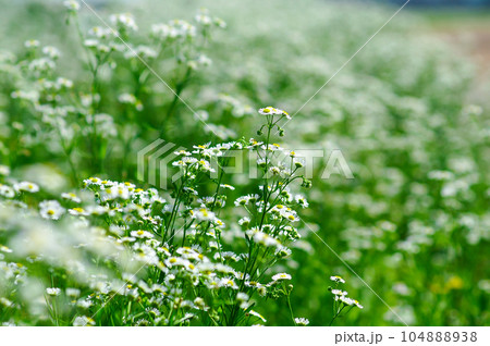 信濃川・やすらぎ堤の姫女苑 信濃川・やすらぎ堤の姫女苑 104888938