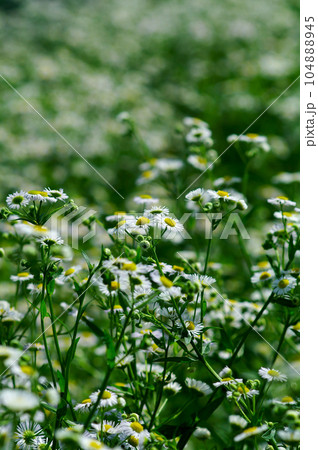 信濃川・やすらぎ堤の姫女苑 104888945