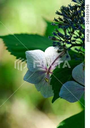 萎れた額紫陽花 104889346