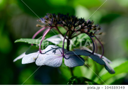 萎れた額紫陽花 104889349