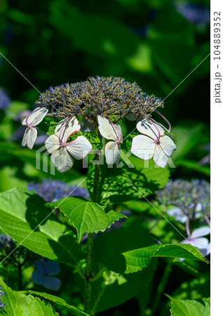 萎れた額紫陽花 萎れた額紫陽花 104889352