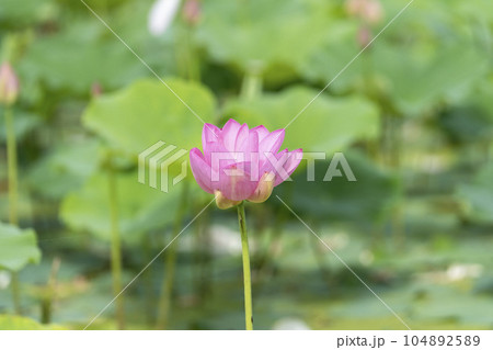 夏のあつかし千年公園　中尊寺蓮　福島県国見町 104892589