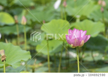夏のあつかし千年公園 中尊寺蓮 福島県国見町 夏のあつかし千年公園 中尊寺蓮 福島県国見町 104892590