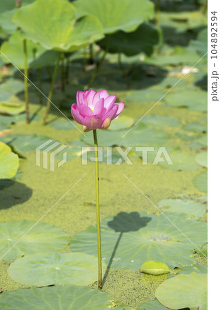 夏のあつかし千年公園　中尊寺蓮　福島県国見町 104892594