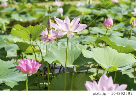 夏のあつかし千年公園 中尊寺蓮 福島県国見町 夏のあつかし千年公園 中尊寺蓮 福島県国見町 104892595