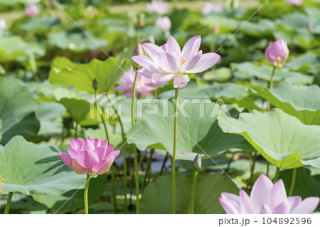 夏のあつかし千年公園 中尊寺蓮 福島県国見町 夏のあつかし千年公園 中尊寺蓮 福島県国見町 104892596