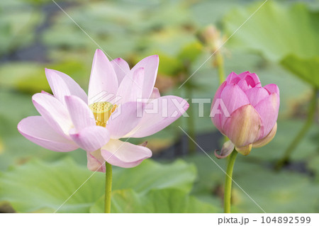 夏のあつかし千年公園 中尊寺蓮 福島県国見町 夏のあつかし千年公園 中尊寺蓮 福島県国見町 104892599