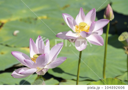 夏のあつかし千年公園　中尊寺蓮　福島県国見町 104892606