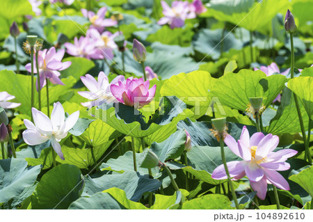 夏のあつかし千年公園 中尊寺蓮 福島県国見町 夏のあつかし千年公園 中尊寺蓮 福島県国見町 104892610