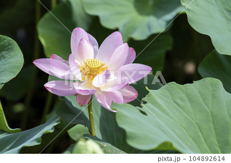 夏のあつかし千年公園 中尊寺蓮 福島県国見町 夏のあつかし千年公園 中尊寺蓮 福島県国見町 104892614