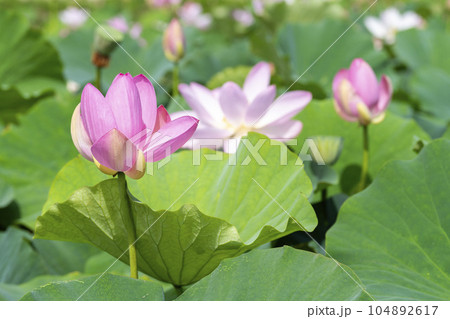 夏のあつかし千年公園　中尊寺蓮　福島県国見町 104892617