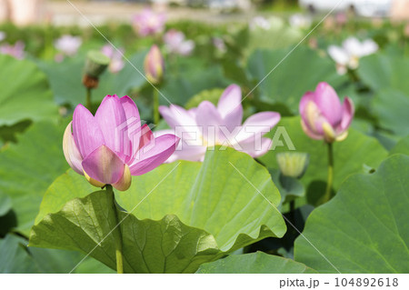 夏のあつかし千年公園　中尊寺蓮　福島県国見町 104892618