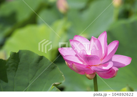 夏のあつかし千年公園 中尊寺蓮 福島県国見町 夏のあつかし千年公園 中尊寺蓮 福島県国見町 104892622