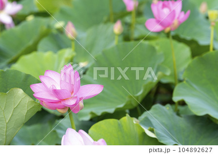 夏のあつかし千年公園 中尊寺蓮 福島県国見町 夏のあつかし千年公園 中尊寺蓮 福島県国見町 104892627