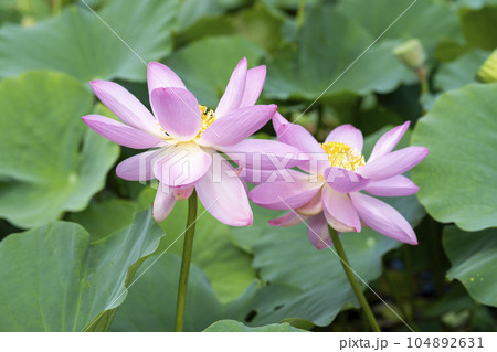 夏のあつかし千年公園 中尊寺蓮 福島県国見町 夏のあつかし千年公園 中尊寺蓮 福島県国見町 104892631