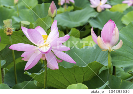 夏のあつかし千年公園 中尊寺蓮 福島県国見町 夏のあつかし千年公園 中尊寺蓮 福島県国見町 104892636