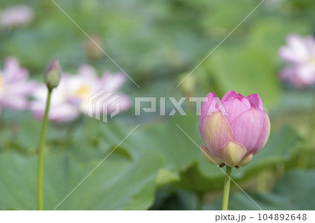 夏のあつかし千年公園 中尊寺蓮 福島県国見町 夏のあつかし千年公園 中尊寺蓮 福島県国見町 104892648