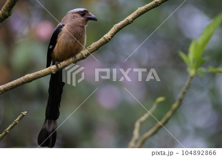 ボルネオシラガオナガ 104892866