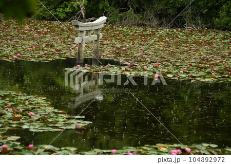 睡蓮の池に浮かぶ白い鳥居と睡蓮の花 睡蓮の池に浮かぶ白い鳥居と睡蓮の花 104892972