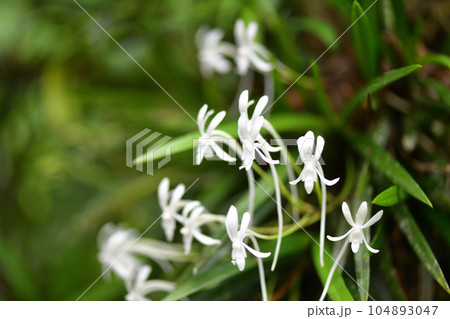 着生植物・フウラン（風蘭）の写真素材 [104893047] - PIXTA