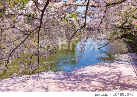 桜の花びらが散った川　小田原城址公園 104893070