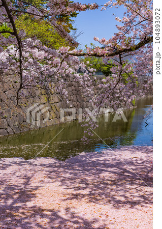 桜の花びらが散った川 小田原城址公園 桜の花びらが散った川 小田原城址公園 104893072
