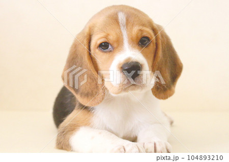 子犬のビーグル犬 104893210