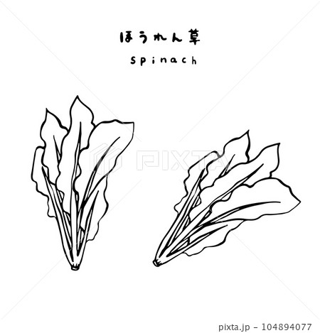 Vector illustration of spinach. Sketch, outline. Coloring on the topic of  vegetables. Fresh food. Fresh food Stock Vector | Adobe Stock