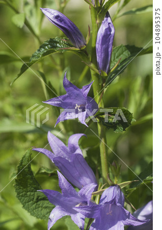 Campanula latifolia (giant bellflower) flowers in a garden, close up shot 104895375