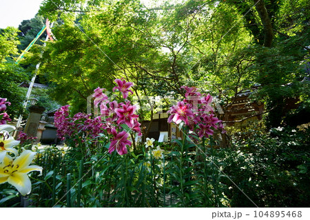 松尾寺境内・新緑背景百合の花 松尾寺境内・新緑背景百合の花 104895468