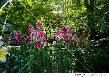 松尾寺境内・新緑背景百合の花 松尾寺境内・新緑背景百合の花 104895469