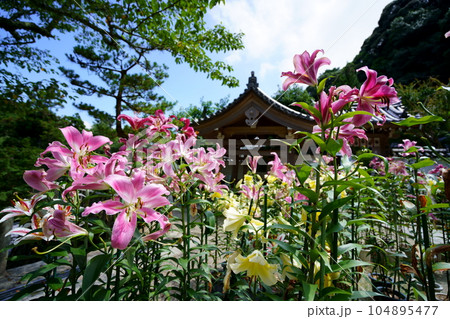 松尾寺境内・満開の百合と鐘楼 104895477