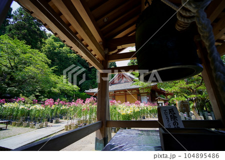 松尾寺境内・満開の百合の花と本堂・鐘楼 104895486