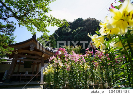 松尾寺境内・満開の百合の花と鐘楼 松尾寺境内・満開の百合の花と鐘楼 104895488