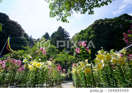 松尾寺境内・満開の百合の花 104895489