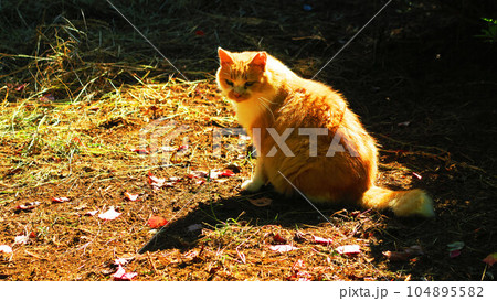 公園で野良猫がたたずむ風景 公園で野良猫がたたずむ風景 104895582