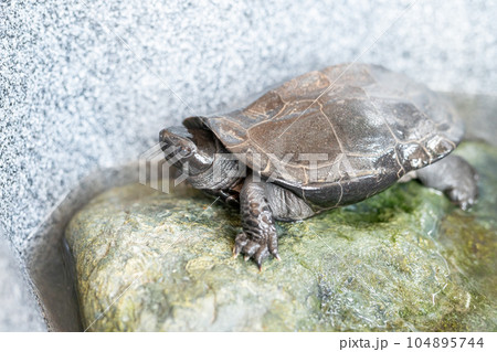 ペットのイシガメ 104895744