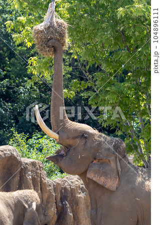 札幌　円山動物園　象 104896111