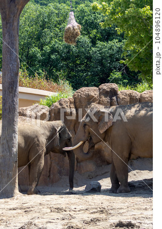 札幌　円山動物園　象 104896120