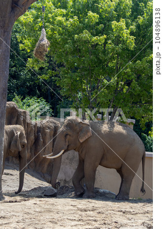 札幌 円山動物園 象 札幌 円山動物園 象 104896138