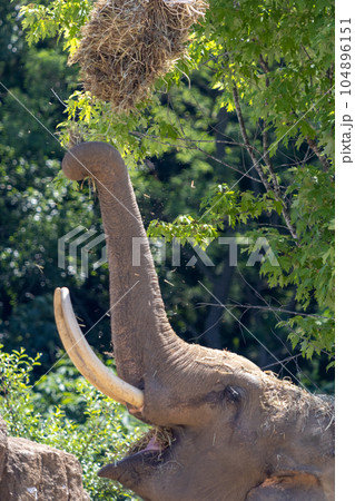 札幌　円山動物園　象 104896151