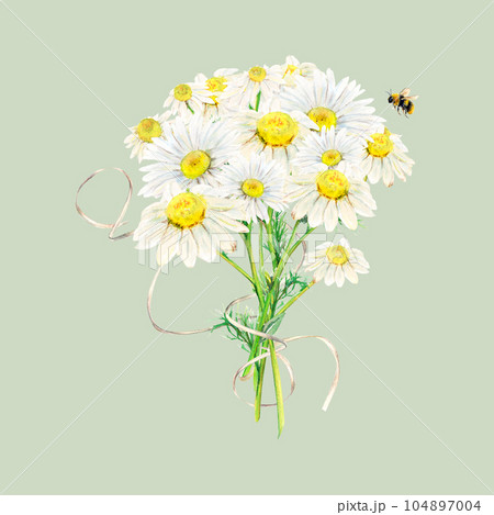Set of camomile bouquet, bee and white paper ribbon hand-drawn. Watercolor floral illustration of delicate flowers isolated on light-green background. Chamomiles for printing, logo, postcards, picture 104897004