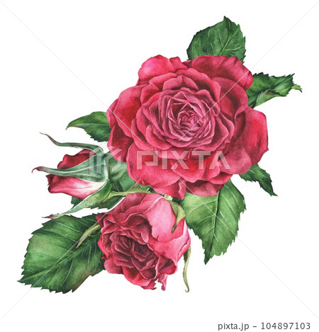 Watercolor botanical illustration. Composition of pink roses. Hand drawn red flowers and leaves. Isolated on a white background.Clip art sticker with flowering plants.For the design of greeting cards Watercolor botanical illustration. Composition of pink roses. Hand drawn red flowers and leaves. Isolated on a white background.Clip art sticker with flowering plants.For the design of greeting cards 104897103
