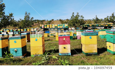 Bees in the apiary. in the meadow a lot of bee houses, hives are. honey production on farm. The bees swarm alongside hives . natural honey production, organic products. Bees in the apiary. in the meadow a lot of bee houses, hives are. honey production on farm. The bees swarm alongside hives . natural honey production, organic products. 104897459