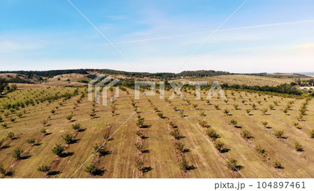 farm, fields of walnut plantations. rows of healthy walnut trees in a rural plantation with ripening walnuts on trees on a sunny day.aero video, drone 104897461