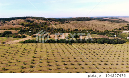 farm, fields of walnut plantations. rows of healthy walnut trees in a rural plantation with ripening walnuts on trees on a sunny day.aero video, drone 104897476