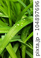 Close up of green grass with dew drops.16:9 mobile phone wallpaper. Leaves after rain. 104897696