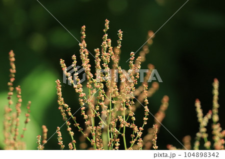 ヒメスイバの花 ヒメスイバの花 104898342